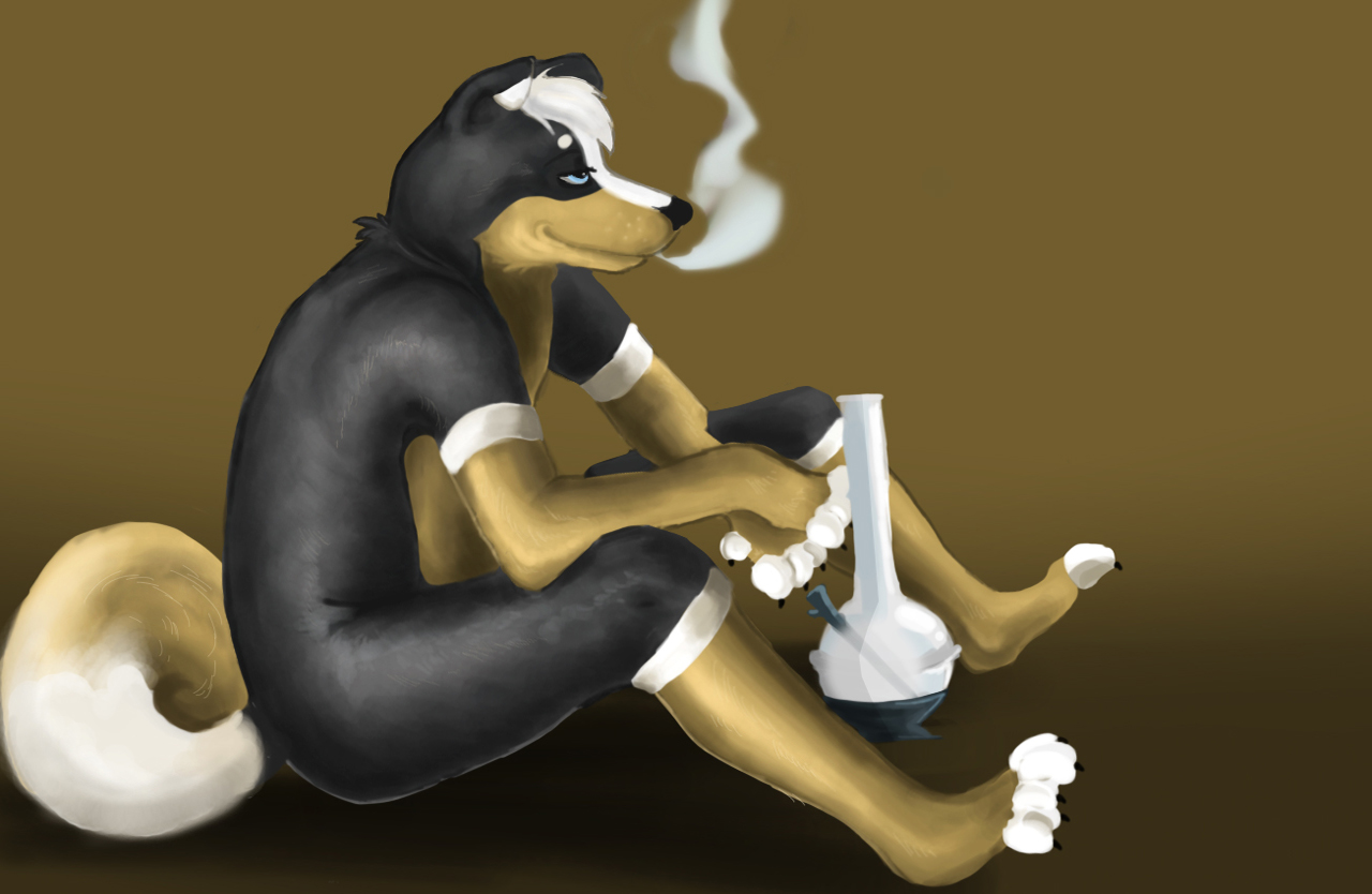 2012 5_fingers 5_toes anthro biped black_nose blue_eyes bong canid canine canis claws domestic_dog drugs e621 feet fingerless_(marking) fingers fur german_shepherd gloves_(marking) hair herding_dog kobu leg_markings male mammal marijuana markings moehentairin nude pastoral_dog paws short_hair side_view sitting smile smoke smoking socks_(marking) solo tail tan_body tan_fur toeless_(marking) toes white_body white_fur white_hair