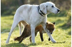 Rating: Safe Score: 0 Tags: ambiguous_gender black_nose canid canine canis domestic_dog duo e621 feral fox fur grandfathered_content grass mammal misleading_thumbnail mixed_media multicolored_body multicolored_fur nature orange_body orange_fur outside photo_background photography_(artwork) plant real tail unknown_artist what white_body white_fur User: bunchy7s