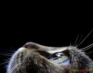 Rating: Safe Score: 0 Tags: ambiguous_gender black_background close-up domestic_cat e621 felid feline felis grandfathered_content green_eyes headshot_portrait mammal portrait real side_view simple_background solo unknown_artist whiskers User: bunchy7s