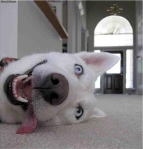 Rating: Safe Score: 0 Tags: ambiguous_gender blue_eyes canid canine canis derp_eyes domestic_dog e621 feral grandfathered_content humor husky low_res mammal nordic_sled_dog photo photography_(artwork) reaction_image real solo spitz tongue unknown_artist what User: bunchy7s Rating: Safe Score: 0 Tags: ambiguous_gender blue_eyes canid canine canis derp_eyes domestic_dog e621 feral grandfathered_content humor husky low_res mammal nordic_sled_dog photo photography_(artwork) reaction_image real solo spitz tongue unknown_artist what User: bunchy7s