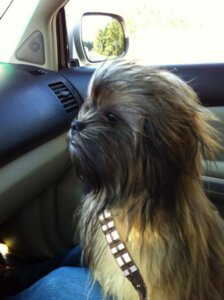 Rating: Safe Score: 0 Tags: alien ambiguous_gender anthro bandolier canid canine canis chewbacca cosplay domestic_dog e621 grandfathered_content mammal photography_(artwork) real shih_tzu solo star_wars toy_dog unknown_artist wookiee User: bunchy7s Rating: Safe Score: 0 Tags: alien ambiguous_gender anthro bandolier canid canine canis chewbacca cosplay domestic_dog e621 grandfathered_content mammal photography_(artwork) real shih_tzu solo star_wars toy_dog unknown_artist wookiee User: bunchy7s