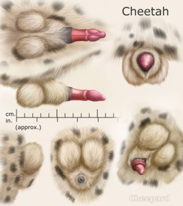 Rating: Explicit Score: 0 Tags: anatomically_correct anatomically_correct_genitalia anatomically_correct_penis anatomy anatomy_reference animal_genitalia animal_penis balls biological_illustration black_sheath_slit cheepard cheetah closed_sheath_slit e621 erection felid feline feline_genitalia feline_penis fully_sheathed fur genital_shot genitals hi_res male mammal markings model_sheet penile_spines penis penis_sheet penis_shot penis_tip pink_penis reference_guide sheath sheath_slit solo spots spotted_body spotted_fur technical_illustration turnaround User: bunchy7s Rating: Explicit Score: 0 Tags: anatomically_correct anatomically_correct_genitalia anatomically_correct_penis anatomy anatomy_reference animal_genitalia animal_penis balls biological_illustration black_sheath_slit cheepard cheetah closed_sheath_slit e621 erection felid feline feline_genitalia feline_penis fully_sheathed fur genital_shot genitals hi_res male mammal markings model_sheet penile_spines penis penis_sheet penis_shot penis_tip pink_penis reference_guide sheath sheath_slit solo spots spotted_body spotted_fur technical_illustration turnaround User: bunchy7s