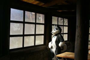 Rating: Safe Score: 0 Tags: anthro beef_jerky_(matrices) canid canine canis clothing costume domestic_dog e621 female fursuit grandfathered_content mammal matrices_(artist) real solo tail User: bunchy7s