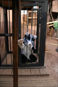 Rating: Safe Score: 0 Tags: ambiguous_gender anthro bars cage canid canine canis clothing conditional_dnp costume domestic_dog e621 fox fursuit grandfathered_content hybrid mammal prison real savoy solo tani_da_real wolf User: bunchy7s Rating: Safe Score: 0 Tags: ambiguous_gender anthro bars cage canid canine canis clothing conditional_dnp costume domestic_dog e621 fox fursuit grandfathered_content hybrid mammal prison real savoy solo tani_da_real wolf User: bunchy7s