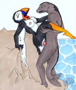 Rating: Explicit Score: 0 Tags: alcid anthro anthro_on_anthro aquatic avian beak bird breasts cloacal cloacal_penetration duo e621 erection female female_penetrated genitals interspecies lari legs_up male male/female male_penetrating male_penetrating_female mammal nipples non-mammal_breasts non-mammal_nipples nude penetration penile penile_penetration penis penis_in_vagina pinniped predator/prey puffin sea_lion sex tail tierafoxglove vaginal vaginal_penetration vulva water User: bunchy7s