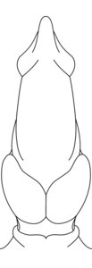 Rating: Explicit Score: 0 Tags: absurd_res animal_genitalia black_and_white canid canine digital_drawing_(artwork) digital_media_(artwork) disembodied_penis e621 erection genital_shot genitals hi_res line_art male mammal monochrome penis penis_shot sheath solo toonfurry User: bunchy7s