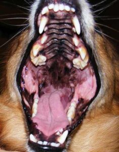 Rating: Safe Score: 0 Tags: ambiguous_gender canid canine canis domestic_dog e621 feral fur grandfathered_content low_res mammal open_mouth real solo teeth tongue unknown_artist User: bunchy7s