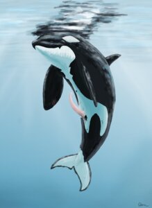 Rating: Explicit Score: 0 Tags: animal_genitalia animal_penis aquatic black_body black_skin cetacean cetacean_genitalia cetacean_penis dolorcin dolphin e621 erection feral fin genital_slit genitals male mammal nude oceanic_dolphin orca penis reflection side_view solo tail tail_fin tapering_penis toothed_whale underwater water white_body white_skin User: bunchy7s Rating: Explicit Score: 0 Tags: animal_genitalia animal_penis aquatic black_body black_skin cetacean cetacean_genitalia cetacean_penis dolorcin dolphin e621 erection feral fin genital_slit genitals male mammal nude oceanic_dolphin orca penis reflection side_view solo tail tail_fin tapering_penis toothed_whale underwater water white_body white_skin User: bunchy7s