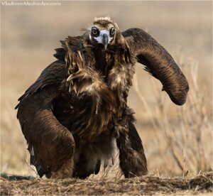 Rating: Safe Score: 0 Tags: accipitrid accipitriform ambiguous_gender avian beak bird cinereous_vulture dungeons_and_dragons e621 feathers feral grandfathered_content hasbro man_bird_sloth old_world_vulture owlbear reaction_image real solo unknown_artist vulture what what_has_science_done wizards_of_the_coast User: bunchy7s Rating: Safe Score: 0 Tags: accipitrid accipitriform ambiguous_gender avian beak bird cinereous_vulture dungeons_and_dragons e621 feathers feral grandfathered_content hasbro man_bird_sloth old_world_vulture owlbear reaction_image real solo unknown_artist vulture what what_has_science_done wizards_of_the_coast User: bunchy7s