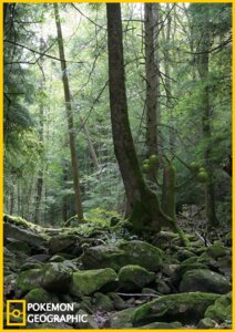 Rating: Safe Score: 0 Tags: ambiguous_gender detailed_background e621 forest generation_2_pokemon izzatakiwa national_geographic nature nintendo outside plant pokemon pokemon_(species) pokemon_geographic solo sudowoodo tree wood User: bunchy7s