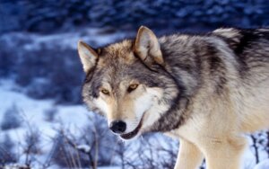 Rating: Safe Score: 0 Tags: 16:10 ambiguous_gender canid canine canis e621 feral fur grandfathered_content looking_at_viewer mammal northwestern_wolf outside real snow snowing solo unknown_artist wallpaper widescreen winter wolf User: bunchy7s