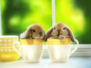 Rating: Safe Score: 0 Tags: 4:3 ambiguous_gender brown_body brown_fur brown_nose container cup depth_of_field detailed_background duo e621 feral floppy_ears fluffy front_view fur if_it_fits_i_sits_(meme) in_container in_cup inside lagomorph leporid long_ears looking_at_viewer mammal meme nude photorealism rabbit realistic safle728 tan_body tan_fur tea_cup whiskers window User: bunchy7s