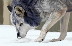 Rating: Safe Score: 0 Tags: ambiguous_gender black_body black_fur canid canine canis detailed detailed_background e621 feral fur kemorate mammal outside paws photorealism realistic realistic_anatomy realistic_lighting realistic_shading snow solo white_body white_fur wolf User: bunchy7s Rating: Safe Score: 0 Tags: ambiguous_gender black_body black_fur canid canine canis detailed detailed_background e621 feral fur kemorate mammal outside paws photorealism realistic realistic_anatomy realistic_lighting realistic_shading snow solo white_body white_fur wolf User: bunchy7s