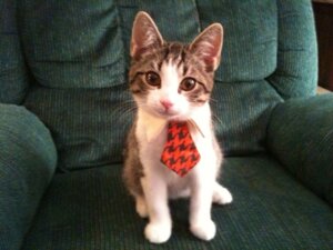 Rating: Safe Score: 0 Tags: 4:3 accessory ambiguous_gender brown_eyes brown_markings business chair clothed clothed_feral clothing collar domestic_cat e621 felid feline felis feral full-length_portrait fur furniture grandfathered_content looking_at_viewer mammal markings mister_kitten mostly_nude necktie necktie_only photography_(artwork) portrait quadruped real real_world red_necktie shirt_collar sitting solo tabby_cat unknown_artist whiskers white_body white_fur young young_feral User: bunchy7s