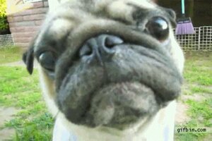Rating: Explicit Score: 0 Tags: animal_genitalia animated animated_gif canid canine canis domestic_dog dramatic e621 feral fully_sheathed genitals grandfathered_content loop low_res male mammal meme molosser pug quadruped real sheath short_playtime small_molosser solo tail toy_dog unknown_artist User: bunchy7s
