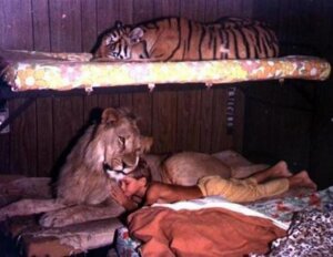 Rating: Safe Score: 0 Tags: bed dangerous e621 eyes_closed felid feral furniture grandfathered_content group human lion male mammal pantherine photography_(artwork) real sleeping tiger trio unknown_artist young User: bunchy7s Rating: Safe Score: 0 Tags: bed dangerous e621 eyes_closed felid feral furniture grandfathered_content group human lion male mammal pantherine photography_(artwork) real sleeping tiger trio unknown_artist young User: bunchy7s