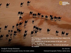 Rating: Safe Score: 0 Tags: 2005 4:3 ambiguous_gender camel camelid desert dromedary e621 english_text fatty_humps feral george_steinmetz grandfathered_content group mammal national_geographic optical_illusion outside real text User: bunchy7s Rating: Safe Score: 0 Tags: 2005 4:3 ambiguous_gender camel camelid desert dromedary e621 english_text fatty_humps feral george_steinmetz grandfathered_content group mammal national_geographic optical_illusion outside real text User: bunchy7s
