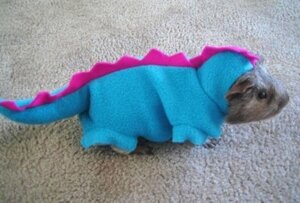 Rating: Safe Score: 0 Tags: ambiguous_gender black_eyes blue_body caviid clothing costume e621 feral fur fursuit grandfathered_content grey_body grey_fur guinea_pig inside low_res mammal on_ground photography_(artwork) quadruped real rodent solo tail unknown_artist User: bunchy7s Rating: Safe Score: 0 Tags: ambiguous_gender black_eyes blue_body caviid clothing costume e621 feral fur fursuit grandfathered_content grey_body grey_fur guinea_pig inside low_res mammal on_ground photography_(artwork) quadruped real rodent solo tail unknown_artist User: bunchy7s