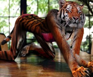 Rating: Questionable Score: 0 Tags: all_fours anthro bikini clothed clothing e621 felid female jewelry mammal necklace pantherine photo_manipulation photomorph pinup pose shopped skimpy solo stripes swimwear tail third-party_edit tiger two-piece_swimsuit unknown_artist worth1000 User: bunchy7s Rating: Questionable Score: 0 Tags: all_fours anthro bikini clothed clothing e621 felid female jewelry mammal necklace pantherine photo_manipulation photomorph pinup pose shopped skimpy solo stripes swimwear tail third-party_edit tiger two-piece_swimsuit unknown_artist worth1000 User: bunchy7s