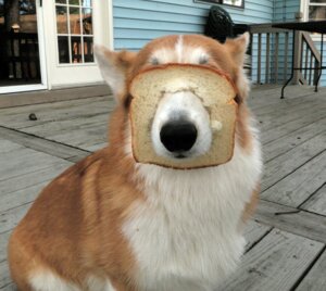 Rating: Safe Score: 0 Tags: 2012 ambiguous_gender black_nose bread canid canine canis cat_breading chair countershading doing_it_wrong domestic_dog domestic_pet door e621 english_text feral floor food front_view fur furniture grandfathered_content herding_dog hi_res humor icon in_bread lol_comments mammal mask meme orange_body orange_fur outside pastoral_dog photography_(artwork) pinecone porch portrait quadruped railing real sitting snout solo table text three-quarter_portrait three-quarter_view unknown_artist welsh_corgi whiskers white_body white_countershading white_fur window wood wood_floor User: bunchy7s Rating: Safe Score: 0 Tags: 2012 ambiguous_gender black_nose bread canid canine canis cat_breading chair countershading doing_it_wrong domestic_dog domestic_pet door e621 english_text feral floor food front_view fur furniture grandfathered_content herding_dog hi_res humor icon in_bread lol_comments mammal mask meme orange_body orange_fur outside pastoral_dog photography_(artwork) pinecone porch portrait quadruped railing real sitting snout solo table text three-quarter_portrait three-quarter_view unknown_artist welsh_corgi whiskers white_body white_countershading white_fur window wood wood_floor User: bunchy7s