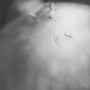 Rating: Safe Score: 0 Tags: 1:1 ambiguous_gender black_claws claws digital_media_(artwork) e621 fluffy humor light_theme mammal oniontrain poof rain_silves sergal solo stare white_body User: bunchy7s