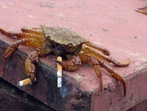 Rating: Safe Score: 0 Tags: 2009 ambiguous_gender aquatic arthropod crab crustacean decapod e621 feral grandfathered_content low_res malacostracan multi_limb outside real smoking solo spycrab team_fortress_2 unavailable_at_source unknown_artist valve valve_corporation what User: bunchy7s