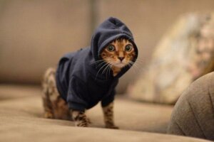 Rating: Safe Score: 0 Tags: alternative_fashion ambiguous_gender clothing domestic_cat e621 felid feline felis feral fur grandfathered_content hipster hoodie looking_at_viewer mammal meme real solo tabby_cat topwear unknown_artist whiskers young young_ambiguous young_feral User: bunchy7s