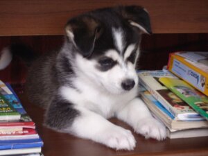 Rating: Safe Score: 0 Tags: 4:3 ambiguous_gender canid canine canis domestic_dog e621 feral grandfathered_content husky mammal nordic_sled_dog real solo spitz unknown_artist young young_feral User: bunchy7s Rating: Safe Score: 0 Tags: 4:3 ambiguous_gender canid canine canis domestic_dog e621 feral grandfathered_content husky mammal nordic_sled_dog real solo spitz unknown_artist young young_feral User: bunchy7s