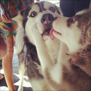 Rating: Safe Score: 0 Tags: 1:1 ambiguous_gender black_nose canid canine canis domestic_dog duo_focus e621 feral fur grandfathered_content group hand_on_face human kissing licking mammal outside real standing surprised tongue tongue_out unknown_artist User: bunchy7s Rating: Safe Score: 0 Tags: 1:1 ambiguous_gender black_nose canid canine canis domestic_dog duo_focus e621 feral fur grandfathered_content group hand_on_face human kissing licking mammal outside real standing surprised tongue tongue_out unknown_artist User: bunchy7s