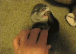 Rating: Safe Score: 0 Tags: 2010 ambiguous_gender animated animated_gif daww disembodied_hand duo e621 feral fur grandfathered_content grey_body grey_fur happy human laugh light_body light_skin loop low_res lying mammal meme mustelid on_back on_ground open_mouth otter pawpads photography_(artwork) plushie quadruped real scratch short_playtime solo_focus tickling young young_feral User: bunchy7s Rating: Safe Score: 0 Tags: 2010 ambiguous_gender animated animated_gif daww disembodied_hand duo e621 feral fur grandfathered_content grey_body grey_fur happy human laugh light_body light_skin loop low_res lying mammal meme mustelid on_back on_ground open_mouth otter pawpads photography_(artwork) plushie quadruped real scratch short_playtime solo_focus tickling young young_feral User: bunchy7s
