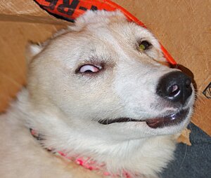 Rating: Safe Score: 0 Tags: ambiguous_gender canid canine canis collar derp_eyes domestic_dog e621 feral grandfathered_content great_pyrenees heterochromia livestock_guardian_dog mammal molosser mountain_dog pastoral_dog photo photography_(artwork) real solo unknown_artist User: bunchy7s Rating: Safe Score: 0 Tags: ambiguous_gender canid canine canis collar derp_eyes domestic_dog e621 feral grandfathered_content great_pyrenees heterochromia livestock_guardian_dog mammal molosser mountain_dog pastoral_dog photo photography_(artwork) real solo unknown_artist User: bunchy7s