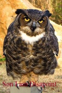 Rating: Safe Score: 0 Tags: 2:3 ambiguous_gender avian beak biped bird black_body black_eyes black_feathers brown_body brown_feathers claws disappointed e621 english_text feathers feral grandfathered_content great_horned_owl half-closed_eyes horned_owl humor image_macro jag_(artist) looking_at_viewer low_res meme multicolored_body multicolored_feathers narrowed_eyes owl photography_(artwork) photorealism real realistic realistic_feral solo son_i_am_disappoint standing text true_owl unimpressed white_body white_feathers yellow_sclera User: bunchy7s