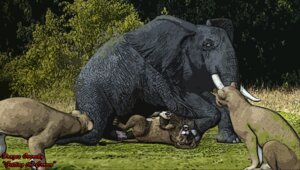 Rating: Explicit Score: 0 Tags: anal anal_penetration animal_genitalia animal_penis big_penis dominant drages e621 elephant elephant_penis elephantid erection felid female feral feral_on_feral feral_penetrated feral_penetrating feral_penetrating_feral forced from_front_position genitals group huge_penis interspecies larger_dom lion lying male male/male male_on_bottom male_on_top male_penetrated male_penetrating male_penetrating_male mammal missionary_position nude on_back on_bottom on_top pantherine penetration penile penile_penetration penis penis_in_ass pinned proboscidean proboscis_(anatomy) rape realistic_feral ridiculous_fit sex size_difference slightly_chubby tight_fit trunk_(anatomy) tusks User: bunchy7s Rating: Explicit Score: 0 Tags: anal anal_penetration animal_genitalia animal_penis big_penis dominant drages e621 elephant elephant_penis elephantid erection felid female feral feral_on_feral feral_penetrated feral_penetrating feral_penetrating_feral forced from_front_position genitals group huge_penis interspecies larger_dom lion lying male male/male male_on_bottom male_on_top male_penetrated male_penetrating male_penetrating_male mammal missionary_position nude on_back on_bottom on_top pantherine penetration penile penile_penetration penis penis_in_ass pinned proboscidean proboscis_(anatomy) rape realistic_feral ridiculous_fit sex size_difference slightly_chubby tight_fit trunk_(anatomy) tusks User: bunchy7s