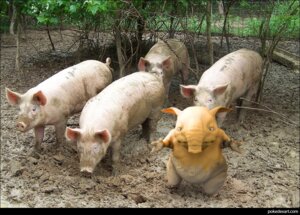 Rating: Safe Score: 0 Tags: ambiguous_gender domestic_pig drowzee e621 feral generation_1_pokemon group mammal nintendo pokemon pokemon_(species) real shopped suid suine sus_(pig) third-party_edit unknown_artist User: bunchy7s Rating: Safe Score: 0 Tags: ambiguous_gender domestic_pig drowzee e621 feral generation_1_pokemon group mammal nintendo pokemon pokemon_(species) real shopped suid suine sus_(pig) third-party_edit unknown_artist User: bunchy7s