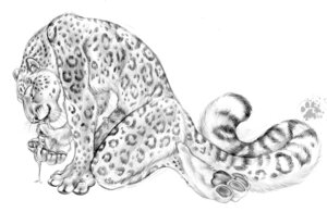 Rating: Explicit Score: 0 Tags: 2009 after_masturbation animal_genitalia animal_penis anthro biped blotch bodily_fluids cum cum_drip cum_on_hand cum_on_penis dripping e621 erection feet felid feline_genitalia feline_penis genital_fluids genitals greyscale hindpaw kneeling leopard_spots licking looking_down male mammal monochrome nude pantherine pawpads paws penis scratches_volume_3 sheath simple_background snow_leopard solo spots tail tongue tongue_out traditional_media_(artwork) whiskers white_background User: bunchy7s