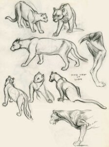 Rating: Safe Score: 0 Tags: 20th_century ancient_art clair_weeks digitigrade disney e621 english_text felid female feral greyscale hatching_(art) hi_res lion mammal monochrome multiple_poses pantherine pose quadruped shaded side_view simple_background sketch sketch_page solo standing tail text User: bunchy7s Rating: Safe Score: 0 Tags: 20th_century ancient_art clair_weeks digitigrade disney e621 english_text felid female feral greyscale hatching_(art) hi_res lion mammal monochrome multiple_poses pantherine pose quadruped shaded side_view simple_background sketch sketch_page solo standing tail text User: bunchy7s