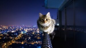 Rating: Safe Score: 0 Tags: ambiguous_gender balance brown_eyes building city collar crazy_ivory domestic_cat e621 felid feline felis feral fur glass grandfathered_content house light lights looking_at_viewer maine_coon mammal meme monorail_cat night outside pink_nose real sky solo street tabby_cat tower window User: bunchy7s