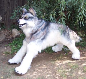 Rating: Safe Score: 0 Tags: ambiguous_gender beastcub canid canine canis clothing costume e621 feral fursuit grandfathered_content looking_at_viewer mammal quadruped quadsuit real solo tail wolf User: bunchy7s