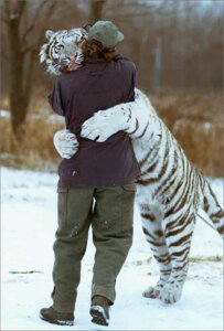 Rating: Safe Score: 0 Tags: ambiguous_gender baseball_cap black_body black_clothing black_fur black_stripes boots bottomwear brown_hair claws clothed clothing duo e621 felid feral footwear fur grandfathered_content hair hat headgear headwear hug human male mammal outside pantherine pants real shirt shoes short_hair snow striped_body striped_fur stripes tail tiger topwear unknown_artist whiskers white_body white_fur User: bunchy7s Rating: Safe Score: 0 Tags: ambiguous_gender baseball_cap black_body black_clothing black_fur black_stripes boots bottomwear brown_hair claws clothed clothing duo e621 felid feral footwear fur grandfathered_content hair hat headgear headwear hug human male mammal outside pantherine pants real shirt shoes short_hair snow striped_body striped_fur stripes tail tiger topwear unknown_artist whiskers white_body white_fur User: bunchy7s