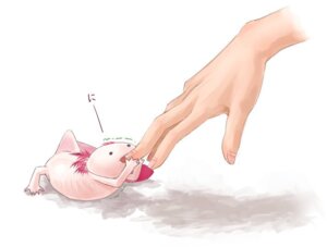 Rating: Safe Score: 0 Tags: ambiguous_gender amphibian aquatic axolotl bite disembodied_hand duo e621 external_gills gills human mammal mole_salamander nakashima723 nom salamander simple_background white_background User: bunchy7s