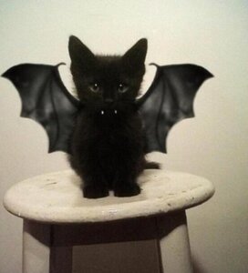 Rating: Safe Score: 0 Tags: ambiguous_gender bat child compression_artifacts cosplay domestic_cat e621 fangs felid feline felis feral furniture grandfathered_content mammal membrane_(anatomy) membranous_wings real solo stool teeth undead unknown_artist vampire wings young young_feral User: bunchy7s Rating: Safe Score: 0 Tags: ambiguous_gender bat child compression_artifacts cosplay domestic_cat e621 fangs felid feline felis feral furniture grandfathered_content mammal membrane_(anatomy) membranous_wings real solo stool teeth undead unknown_artist vampire wings young young_feral User: bunchy7s