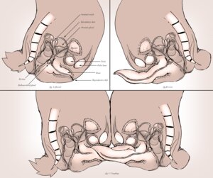 Rating: Explicit Score: 0 Tags: anatomy disney docking educational erection experiment_(species) flaccid frottage gay internal lando leroy lilo_and_stitch male male_only monochrome penis rule34 stitch tapering_penis what yaoi User: bunchy7s Rating: Explicit Score: 0 Tags: anatomy disney docking educational erection experiment_(species) flaccid frottage gay internal lando leroy lilo_and_stitch male male_only monochrome penis rule34 stitch tapering_penis what yaoi User: bunchy7s