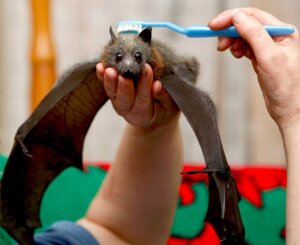 Rating: Safe Score: 0 Tags: 2008 ambiguous_gender bat black_eyes brown_body brown_fur brush brushie_brushie_brushie brushing brushing_fur daww disembodied_hand duo e621 feral fur grandfathered_content holding_character human looking_at_viewer mammal megabat membrane_(anatomy) membranous_wings meme meme_origin personal_grooming photography_(artwork) real snout social_grooming toothbrush unknown_artist wings User: bunchy7s Rating: Safe Score: 0 Tags: 2008 ambiguous_gender bat black_eyes brown_body brown_fur brush brushie_brushie_brushie brushing brushing_fur daww disembodied_hand duo e621 feral fur grandfathered_content holding_character human looking_at_viewer mammal megabat membrane_(anatomy) membranous_wings meme meme_origin personal_grooming photography_(artwork) real snout social_grooming toothbrush unknown_artist wings User: bunchy7s