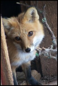 Rating: Safe Score: 0 Tags: 2007 ambiguous_gender belly black_body black_border black_fur black_nose border brown_eyes canid canine day e621 feral fox fur grandfathered_content half-length_portrait inner_ear_fluff keimoni leg_markings long_mouth looking_at_viewer mammal markings no_sclera orange_body orange_eyes orange_fur paws photography_(artwork) portrait pupils real red_fox shadow slit_pupils snout socks_(marking) solo true_fox tuft whiskers white_belly white_body white_fur wood young young_feral User: bunchy7s Rating: Safe Score: 0 Tags: 2007 ambiguous_gender belly black_body black_border black_fur black_nose border brown_eyes canid canine day e621 feral fox fur grandfathered_content half-length_portrait inner_ear_fluff keimoni leg_markings long_mouth looking_at_viewer mammal markings no_sclera orange_body orange_eyes orange_fur paws photography_(artwork) portrait pupils real red_fox shadow slit_pupils snout socks_(marking) solo true_fox tuft whiskers white_belly white_body white_fur wood young young_feral User: bunchy7s