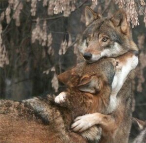 Rating: Safe Score: 0 Tags: ambiguous_gender canid canine canis duo e621 feral grandfathered_content hug love low_res mammal mixed_media nature outside photo_background photography_(artwork) real romantic romantic_couple unknown_artist wolf User: bunchy7s Rating: Safe Score: 0 Tags: ambiguous_gender canid canine canis duo e621 feral grandfathered_content hug love low_res mammal mixed_media nature outside photo_background photography_(artwork) real romantic romantic_couple unknown_artist wolf User: bunchy7s