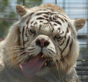 Rating: Safe Score: 0 Tags: e621 felid feral fur grandfathered_content leucistic looking_at_viewer male mammal pantherine real solo stripes tiger tongue unknown_artist white_body white_fur User: bunchy7s Rating: Safe Score: 0 Tags: e621 felid feral fur grandfathered_content leucistic looking_at_viewer male mammal pantherine real solo stripes tiger tongue unknown_artist white_body white_fur User: bunchy7s