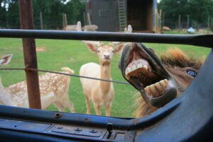 Rating: Safe Score: 0 Tags: ambiguous_gender barn car deer displacement e621 equid equine farm fence feral flehmen_response grandfathered_content group horse humor inside_car inside_vehicle ladder low_res mammal nightmare_fuel real unknown_artist vehicle what User: bunchy7s Rating: Safe Score: 0 Tags: ambiguous_gender barn car deer displacement e621 equid equine farm fence feral flehmen_response grandfathered_content group horse humor inside_car inside_vehicle ladder low_res mammal nightmare_fuel real unknown_artist vehicle what User: bunchy7s