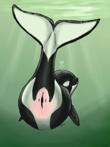 Rating: Explicit Score: 0 Tags: 3:4 animal_genitalia animal_vulva aquatic belly big_belly bubble butt cetacean cetacean_genitalia cetacean_vulva dolorcin dolphin e621 female feral genital_slit genitals heart_symbol looking_back mammal mammary_slits oceanic_dolphin orca presenting presenting_hindquarters sea solo toothed_whale vulva water User: bunchy7s