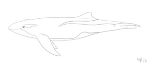 Rating: Safe Score: 0 Tags: 2013 ambiguous_gender aquatic black_and_white cetacean dolphin e621 feral line_art mammal monochrome nude oceanic_dolphin orca quin_the_whaleca simple_background solo tasuric toothed_whale white_background User: bunchy7s