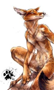 Rating: Explicit Score: 0 Tags: 2006 andromorph anthro biped blotch canid canine e621 fox fur genitals intersex looking_at_viewer mammal orange_body orange_fur paws shaved simple_background sitting solo tail third-party_edit vulva whiskers white_background User: bunchy7s